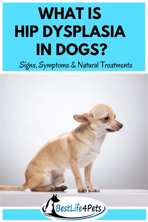 Dog Hip Dysplasia Home Treatment